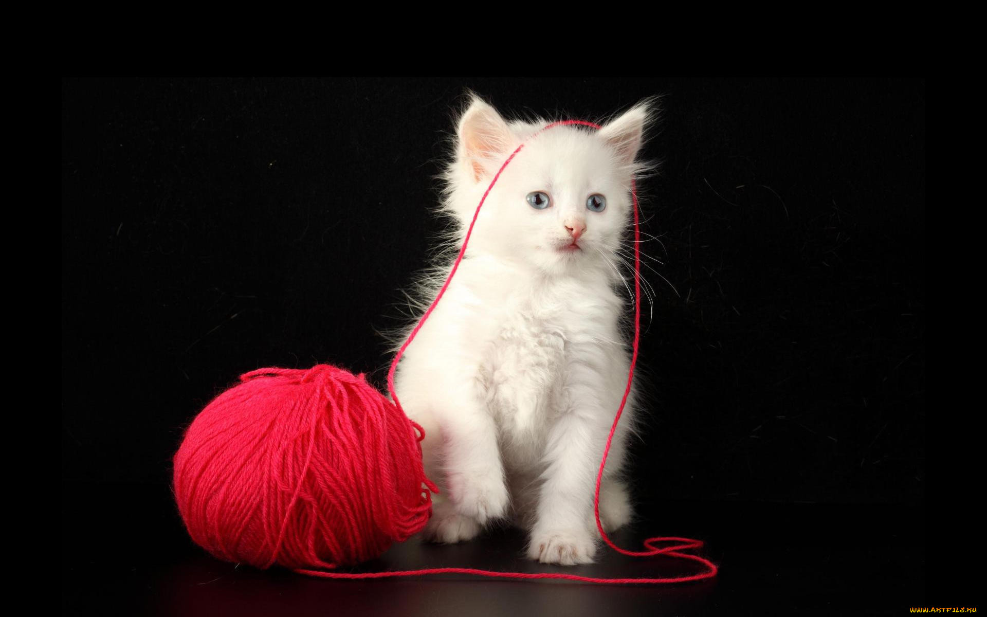 Белый кот с красной пряжей на чёрном фоне